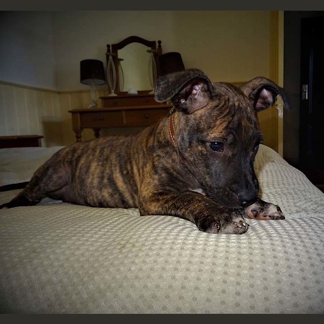 Photo of Lucinda ~ Cute Staffy X Puppy(on Trial 28/03/17)