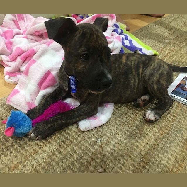 Photo of James ~ Cute Staffy X Puppy (On Trial 14/5/17)