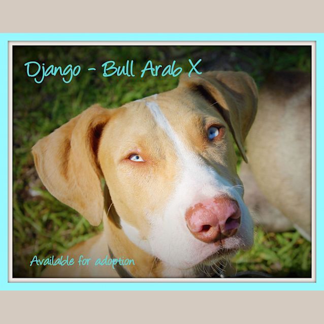 Photo of Django ~ Bull Arab X Puppy ~ On Trial 30/4/17