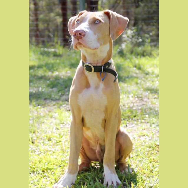 Photo of Django ~ Bull Arab X Puppy ~ On Trial 30/4/17