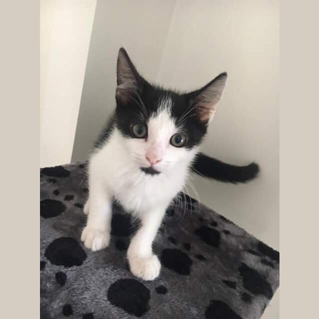 Photo of Cookie