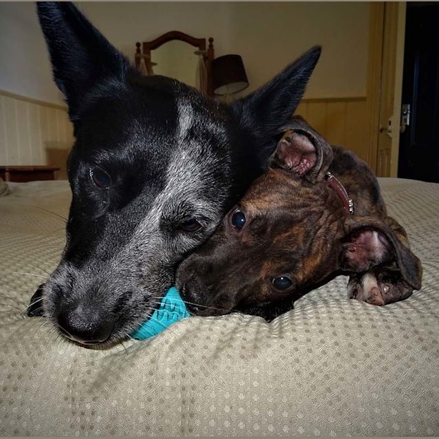 Photo of Lucinda ~ Cute Staffy X Puppy(on Trial 28/03/17)