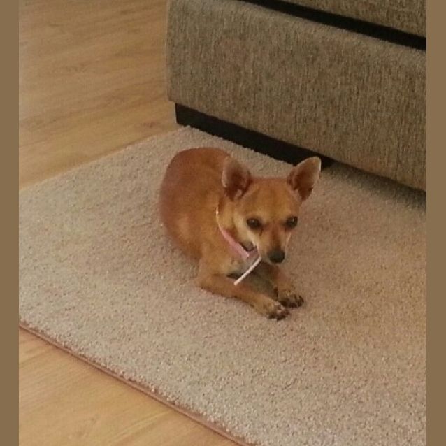 Photo of Rosie (Av932)