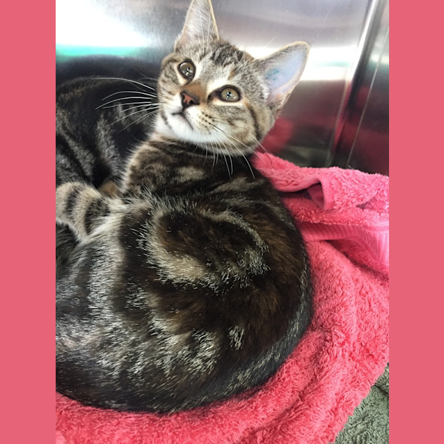 Photo of Bink (Ready To Go)