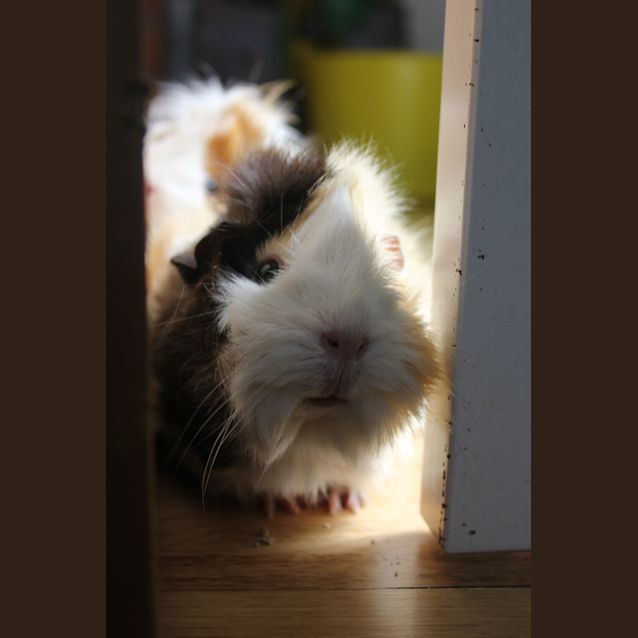 Photo of Ginger & Iggie 