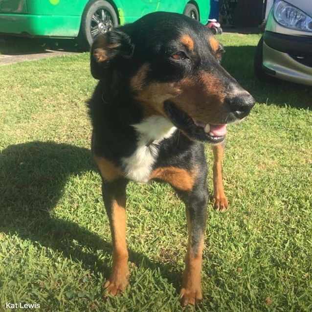 Photo of Will ~ 3yo Kelpie X Boy (On Trial 16/5/17)