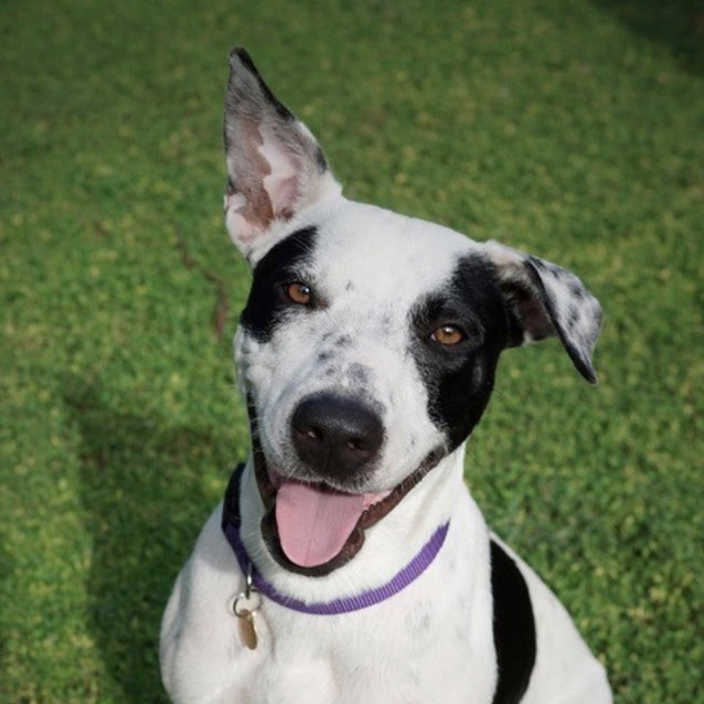 Photo of Rajah (D3503) 