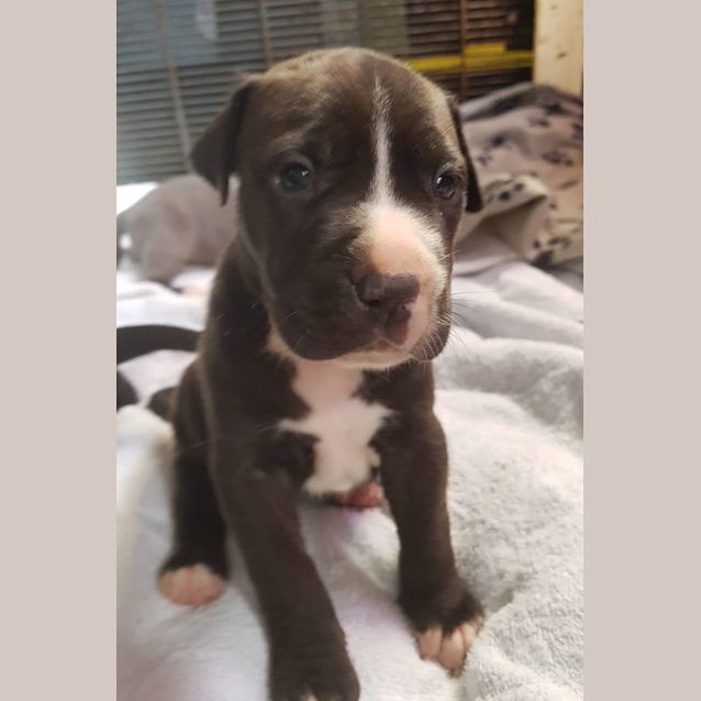 Photo of Chevy (Adoption Pending)