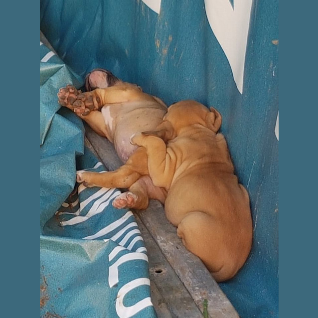 Photo of Ruby (Adoption Pending)