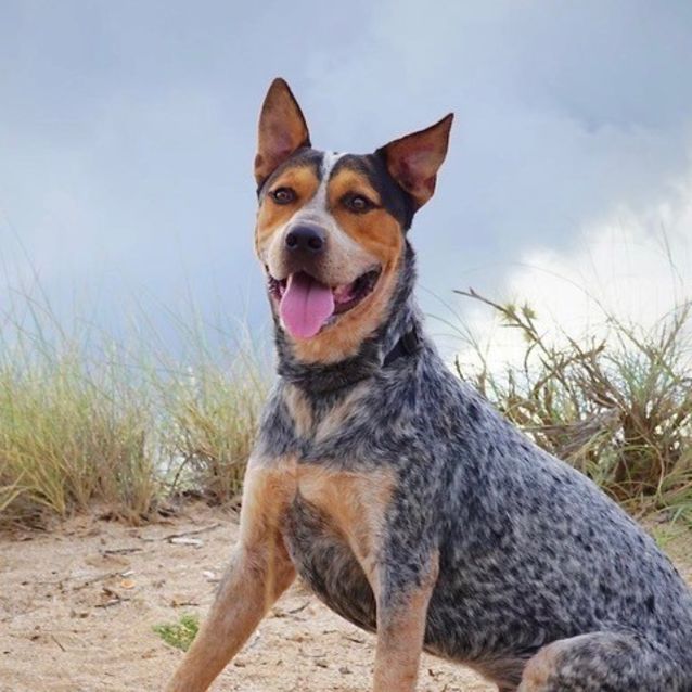 Photo of Blue (D3496) *Adoption Pending*