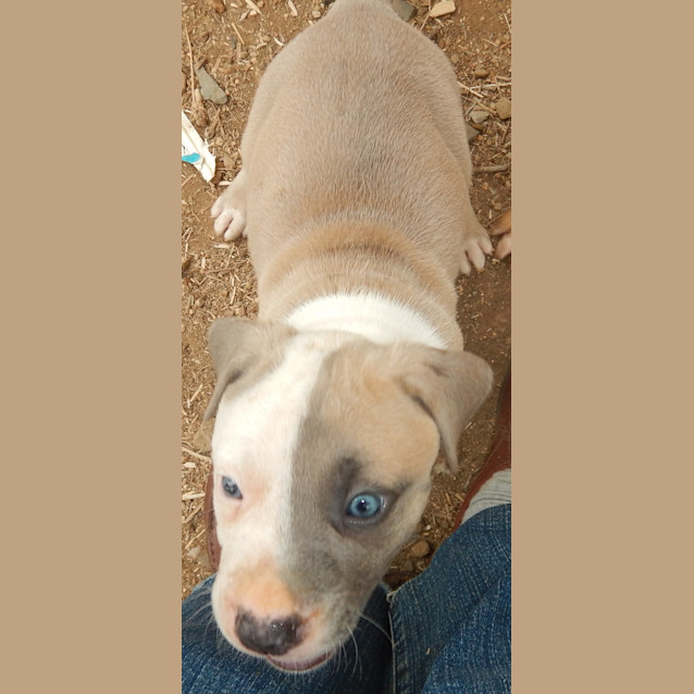 Photo of Nevaeh (Adoption Pending)