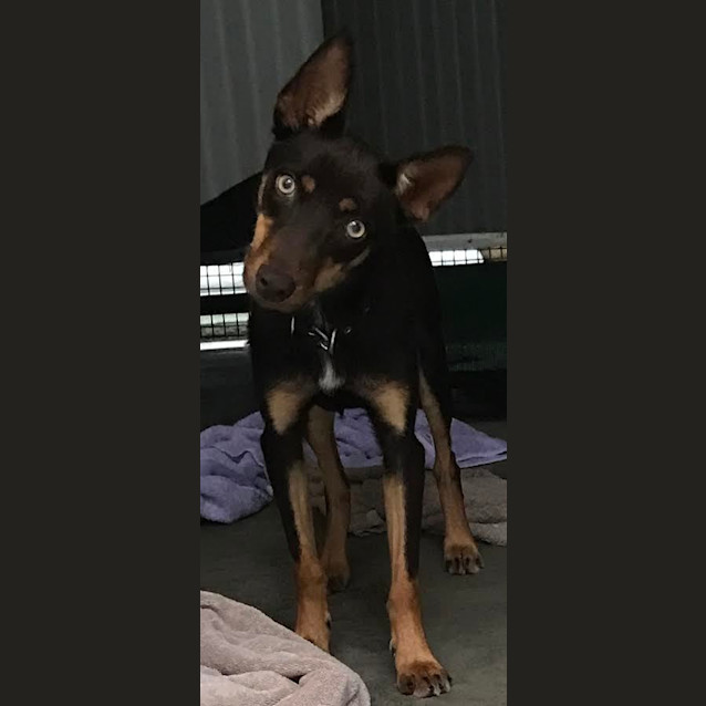 Photo of Felon