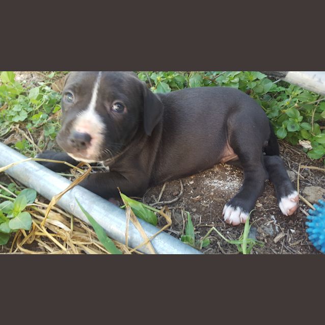 Photo of Chevy (Adoption Pending)