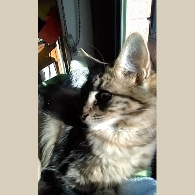 Photo of Puffle (Meet Me At Petstock   Eltham)