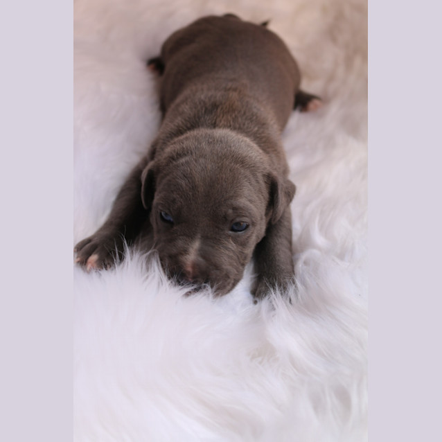 Photo of Sadie (Adoption Pending)