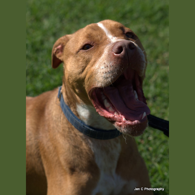 Photo of Bear ** A Love Bug **