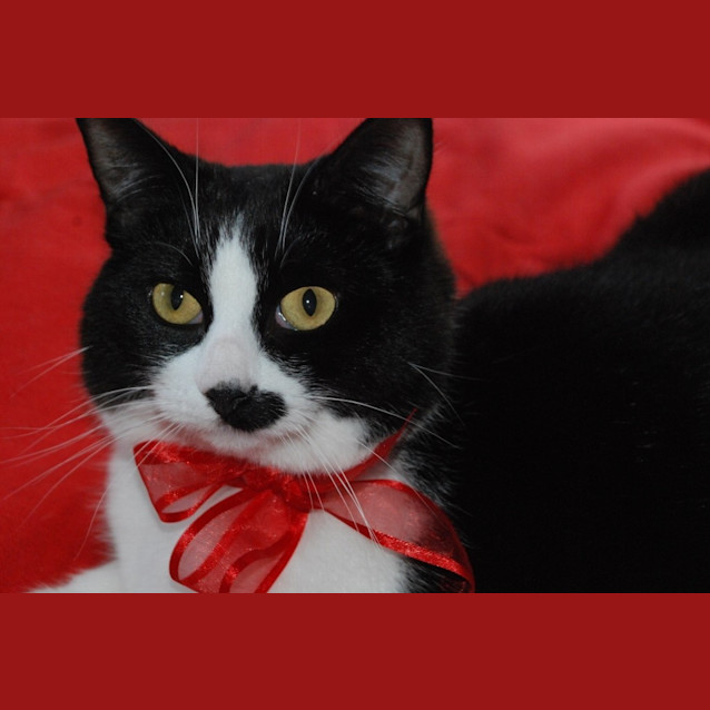 Photo of Jacqueline~Gentle Sweetheart