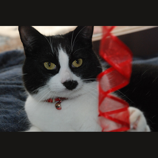 Photo of Jacqueline~Gentle Sweetheart