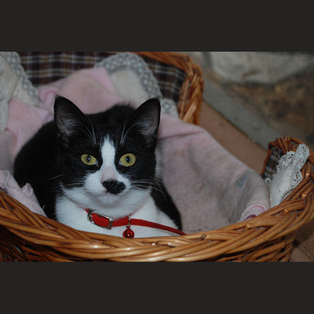 Photo of Jacqueline~Gentle Sweetheart