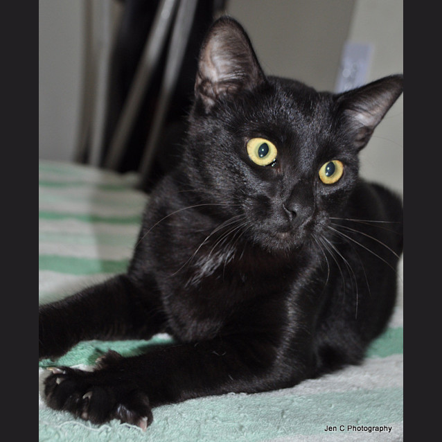 Photo of Jet Is Urgent    Save A Life & Adopt A Pound Pet