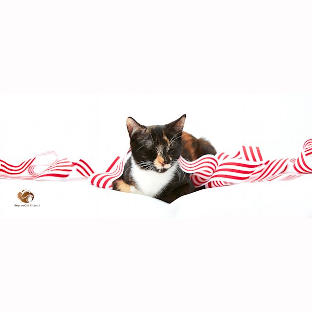 Photo of Mia   Stunning Torti!