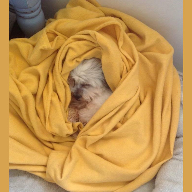 Photo of Clifford (Cliffy)