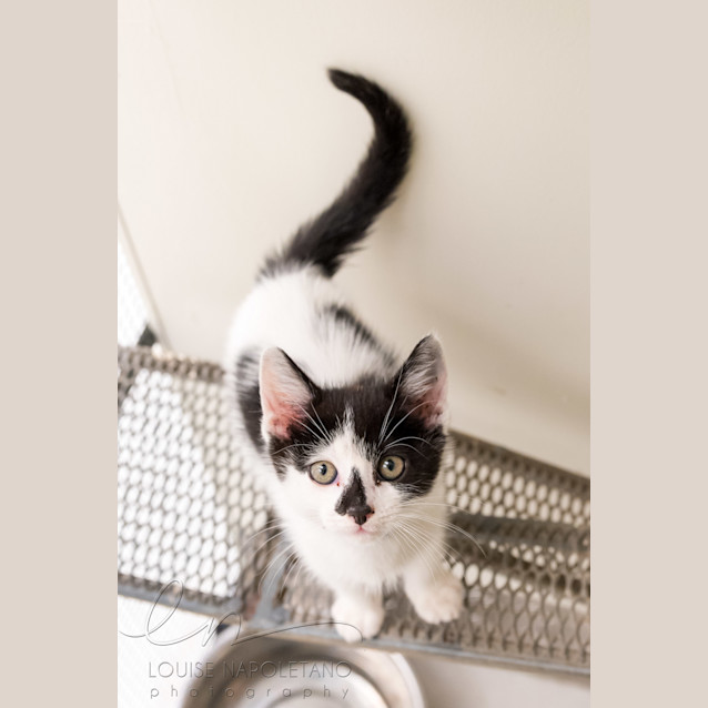 Photo of Spottz (4933)