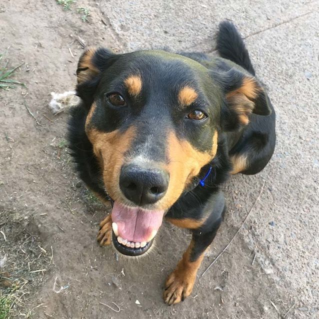 Photo of Will ~ 3yo Kelpie X Boy (On Trial 16/5/17)
