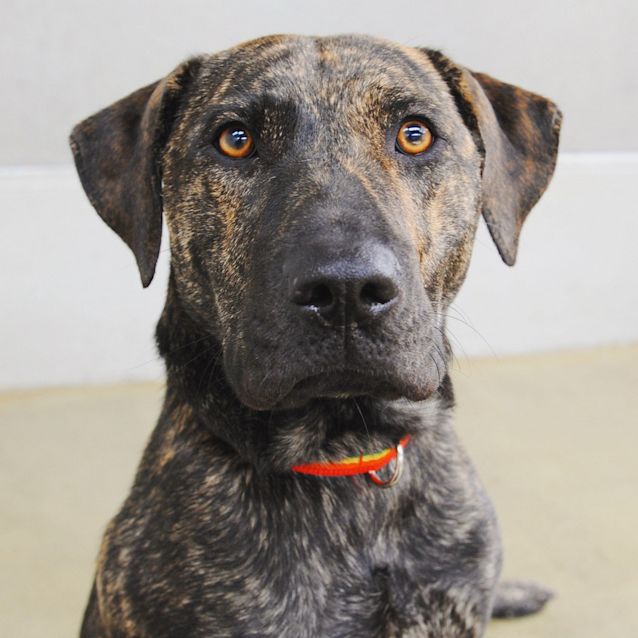 Photo of Dixie