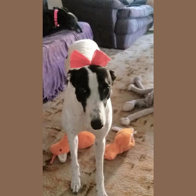Photo of Laney ~ Greyhound, Girl (On Trial 17/02/7)