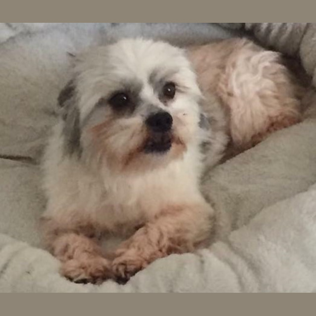 Photo of Clifford (Cliffy)