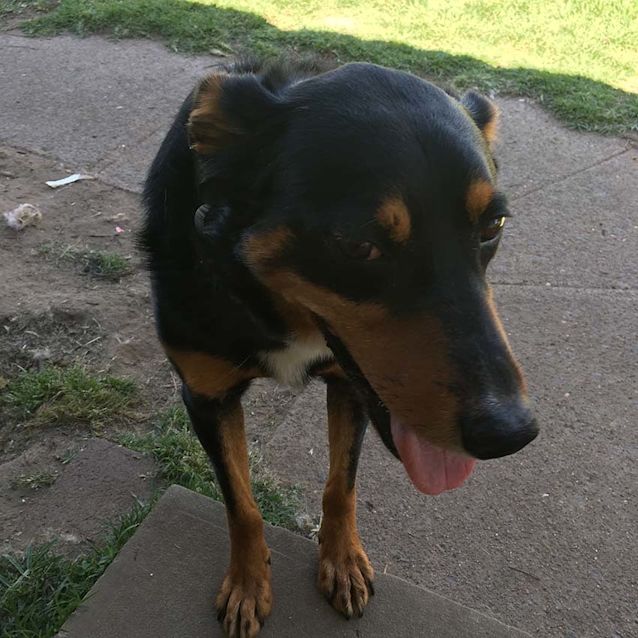 Photo of Will ~ 3yo Kelpie X Boy (On Trial 16/5/17)