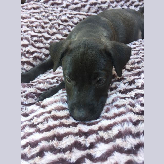 Photo of Daddy Pig And Georgie Boy