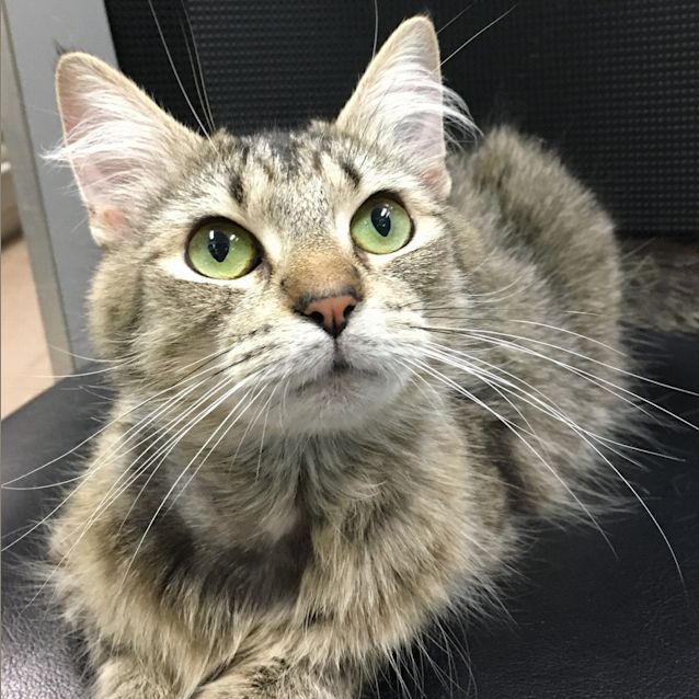 Photo of Missy