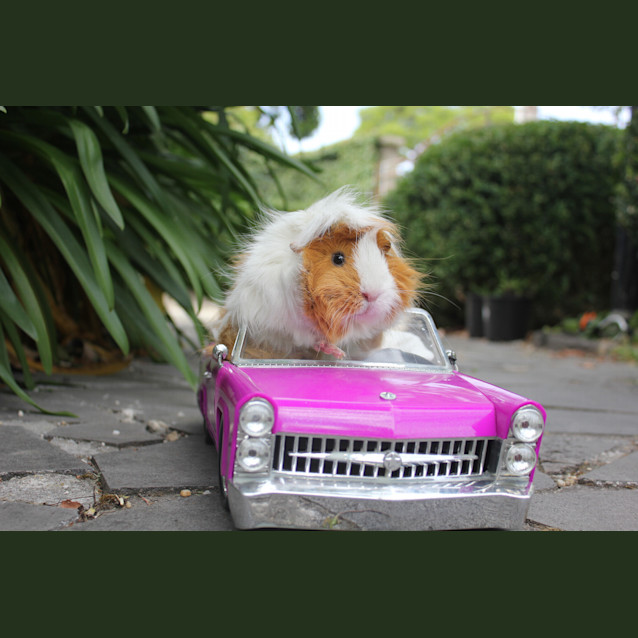 Photo of Ginger & Iggie 