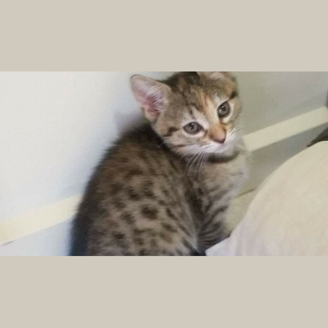Photo of Cinnamon