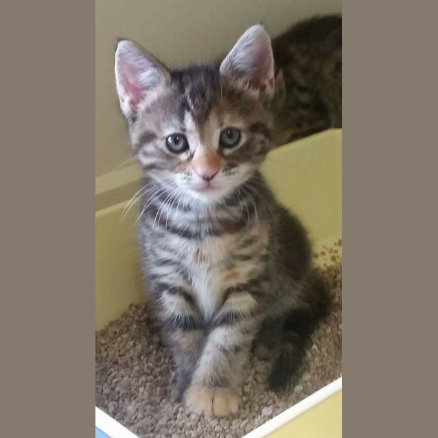 Photo of Cinnamon