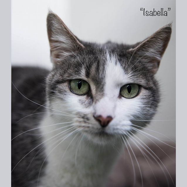 Photo of Isabella Id34066