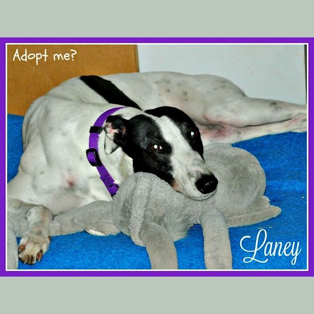 Photo of Laney ~ Greyhound, Girl (On Trial 17/02/7)