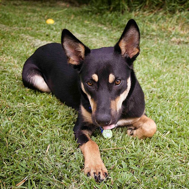 Photo of Axle ~ Kelpie Puppy (On Trial 20/05/17)