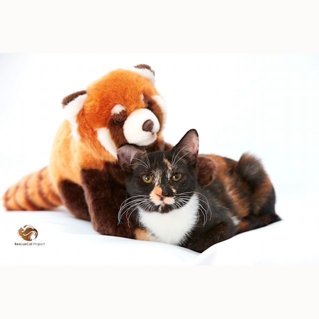 Photo of Mia   Stunning Torti!