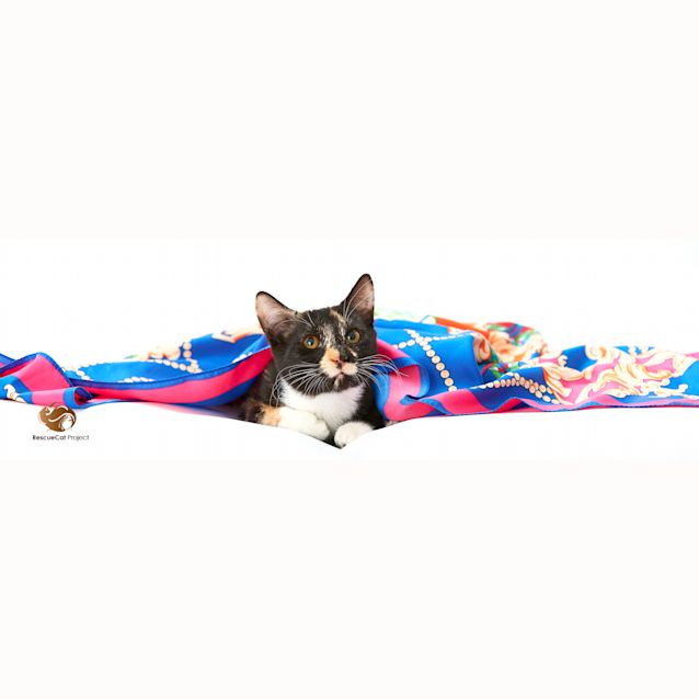 Photo of Mia   Stunning Torti!