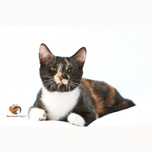 Photo of Mia   Stunning Torti!
