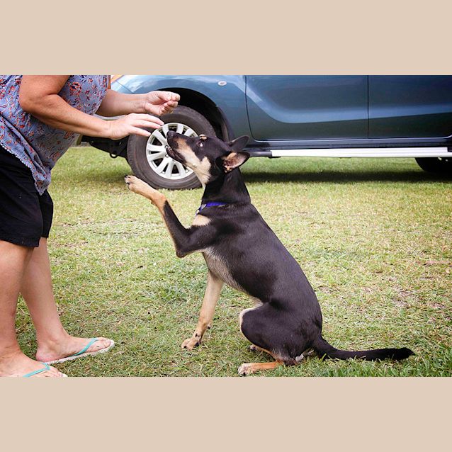 Photo of Axle ~ Kelpie Puppy (On Trial 20/05/17)