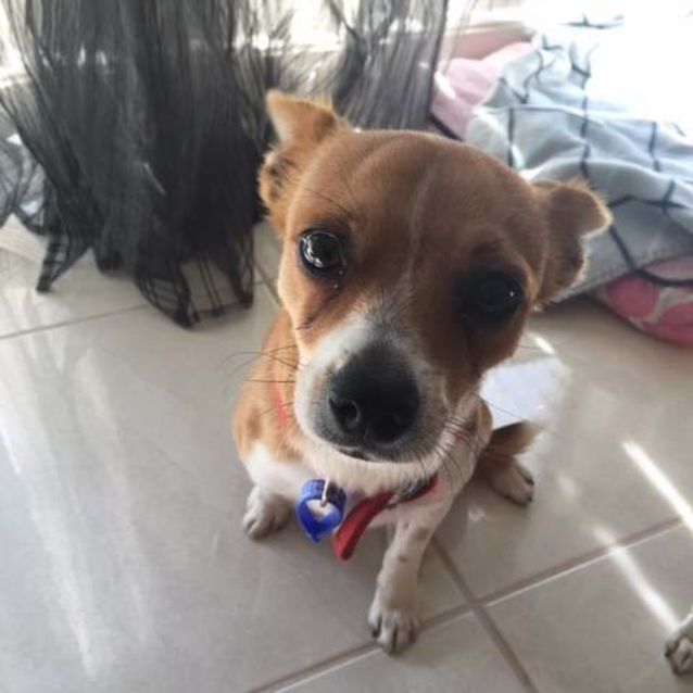 Photo of Archie ~ 9mo Foxy X Chi (On Trial 29/5/17)