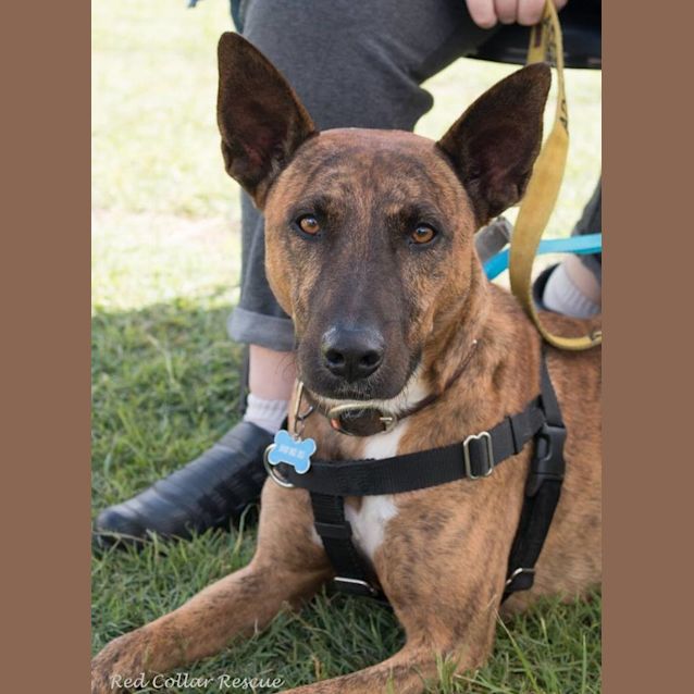 Photo of Dusty (Adoption Pending)