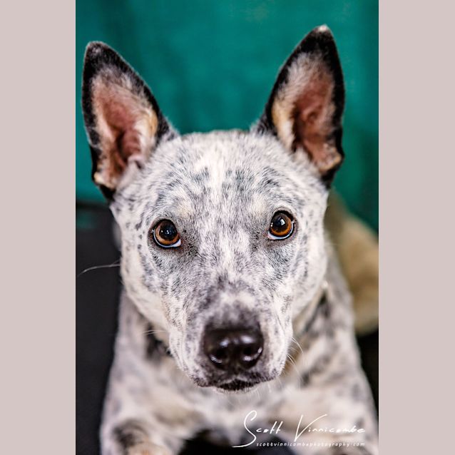 Photo of Bluebell