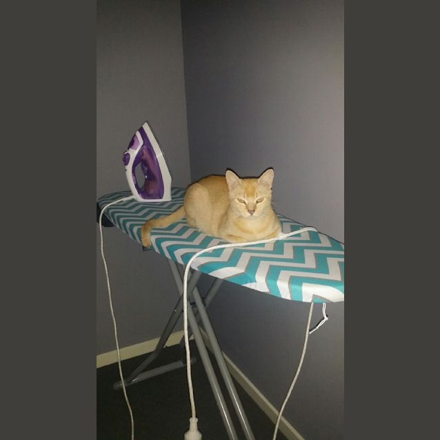 Photo of Peaches