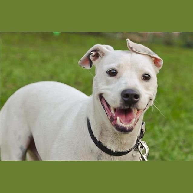 Photo of Albie