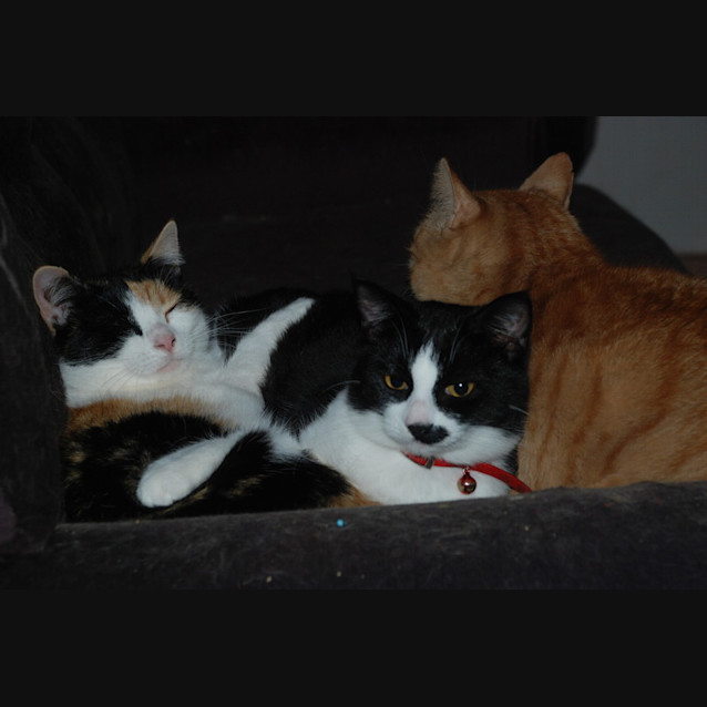 Photo of Jacqueline~Gentle Sweetheart